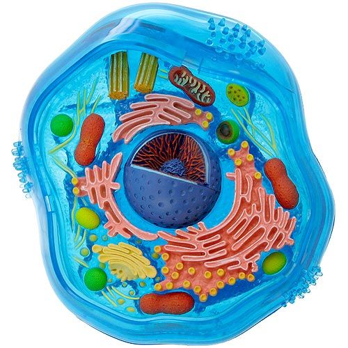 animal cell model with labels. animal cell model with labels.