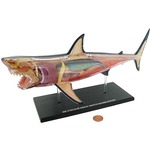 Buy 4D Great White Shark Anatomy Model. Buy 4D Great White Shark Anatomy Model.