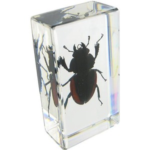 Buy Blackish Stag Beetle