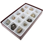 Buy General Fossil Collection.