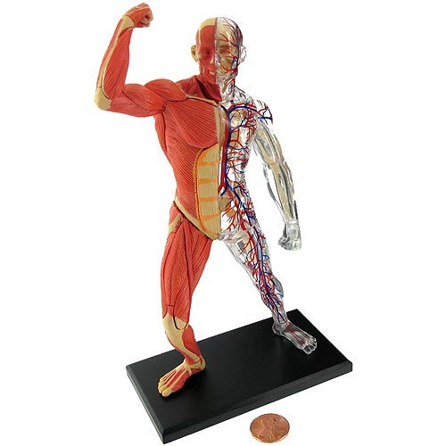 4D Human Muscle and Skeleton Model by xUmp.com