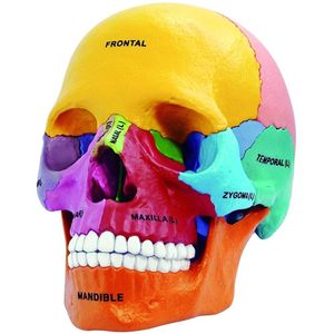 4D Didactic Exploded Human Skull Anatomy Model - Image One