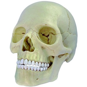 4D Exploded Skull Anatomy Model - Image One