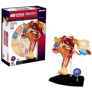 4D Female Reproductive Anatomy Model - Image One