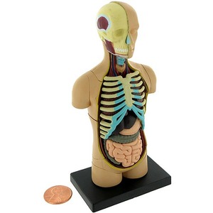 4D Human Torso Anatomy Model - Image One