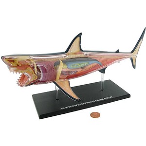 4D Great White Shark Anatomy Model - Image One