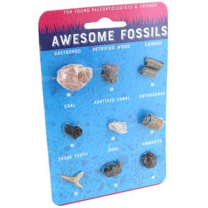 Awesome Fossils Collection - 9 Real Fossils - Image One