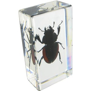 Blackish Stag Beetle - Image One