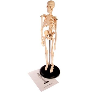 Desktop Skeleton - Image One