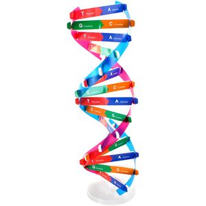 DIY DNA Model - Image One