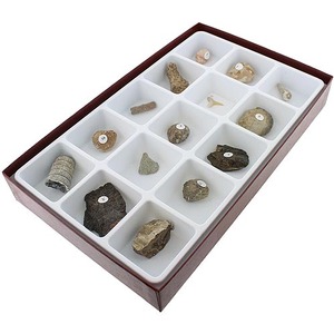 General Fossil Collection - Image One