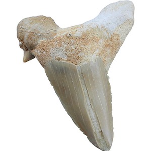 Shark Tooth Fossil - 1 to 2 inch - Image One