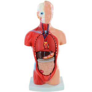 Human Torso Model with 15 Removable Parts - 10 inch tall - Image One