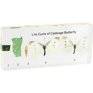 Life Cycle of Cabbage Butterfly - Real Specimen - Image One