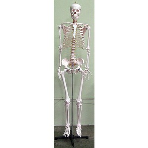 Deluxe Life-Size Human Skeleton Anatomy Model - Anatomically Correct - Image One