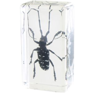 Long-horned Beetle Specimen in Acrylic Block - Image One