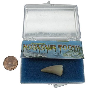 Mosasaur Dino Tooth - Image One