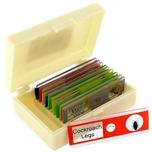 Safe Plastic Microscope Slides - Insects - Image One