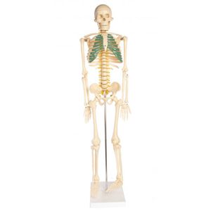 Skeleton Model With Nerves - 34 inches tall - Image One