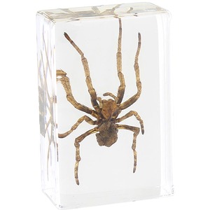 Spider - Small Specimen - Image One
