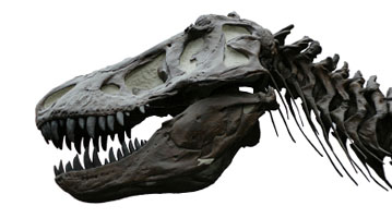 Dinosaur Skull and Skeleton