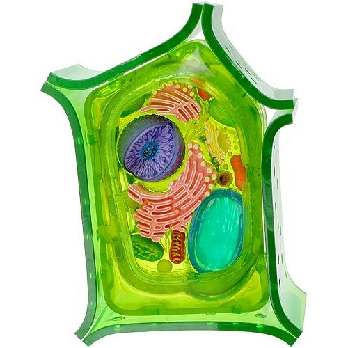4d plant cell model 29 99