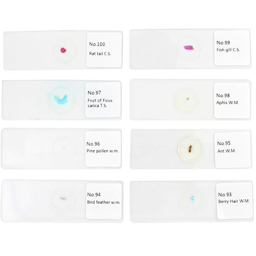 100 Prepared Biology Prepared Microscope Slides Set - Image two