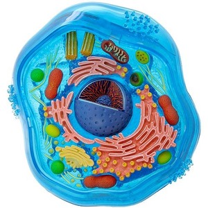 Photo of the 4D Animal Cell Model