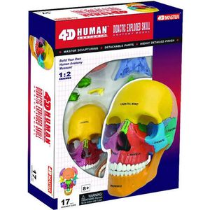 4D Didactic Exploded Human Skull Anatomy Model Photo 2