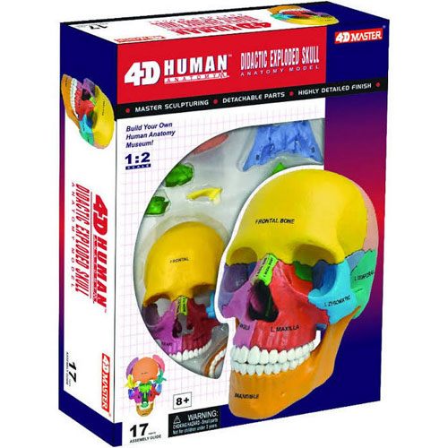 4D Didactic Exploded Human Skull Anatomy Model - Image two