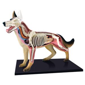 4D Dog Anatomy Model Photo 2