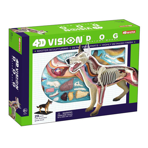 4D Dog Anatomy Model - Image one