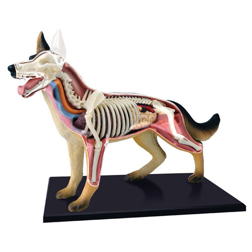 4D Dog Anatomy Model - Image two