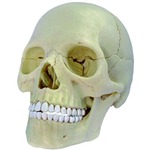 Photo of the: 4D Exploded Skull Anatomy Model