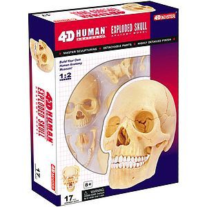 4D Exploded Skull Anatomy Model | xUmp