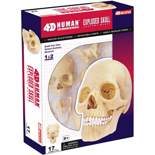 4D Exploded Skull Anatomy Model - Image two