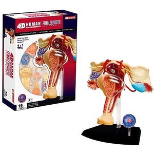 4D Female Reproductive Anatomy Model Photo 1