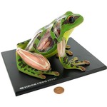 Photo of the: 4D Frog Anatomy Model