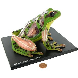 Photo of the 4D Frog Anatomy Model