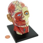 4D Human Head Anatomy Model.