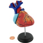 4D Human Heart Anatomy Model.