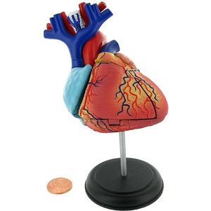 Photo of the 4D Human Heart Anatomy Model