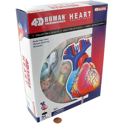 4D Human Heart Anatomy Model - Image two