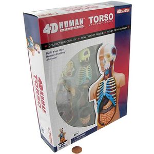 4D Human Torso Anatomy Model Photo 2