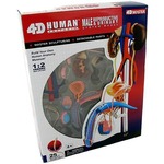Photo of the: 4D Male Reproductive Anatomy Model