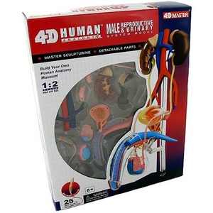 4D Male Reproductive Anatomy Model Photo 1