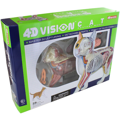 4D Orange Cat Anatomy Model - Image one