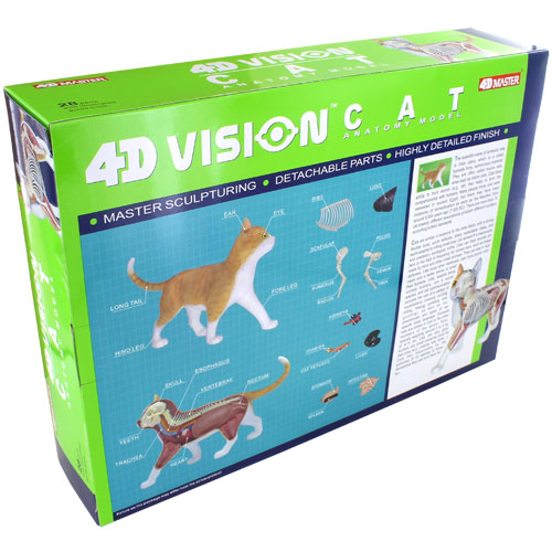 4D Orange Cat Anatomy Model - Image two