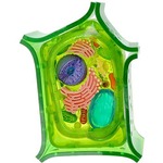 4D Plant Cell Model.
