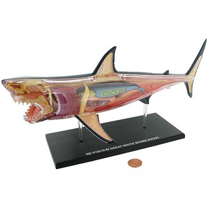 4D Great White Shark Anatomy Model Photo 1